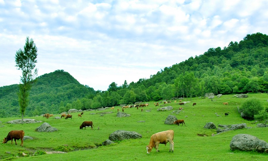 PP���ӡ�������(������Ϸ)�ٷ���վ