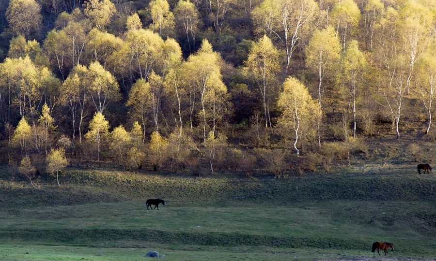 PP���ӡ�������(������Ϸ)�ٷ���վ