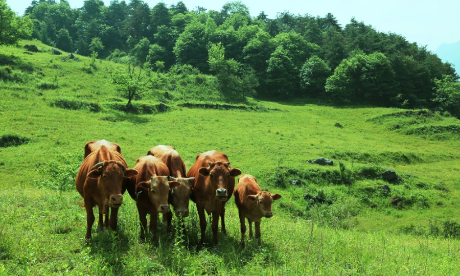 PP���ӡ�������(������Ϸ)�ٷ���վ