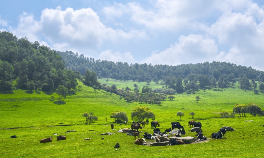 PP���ӡ�������(������Ϸ)�ٷ���վ