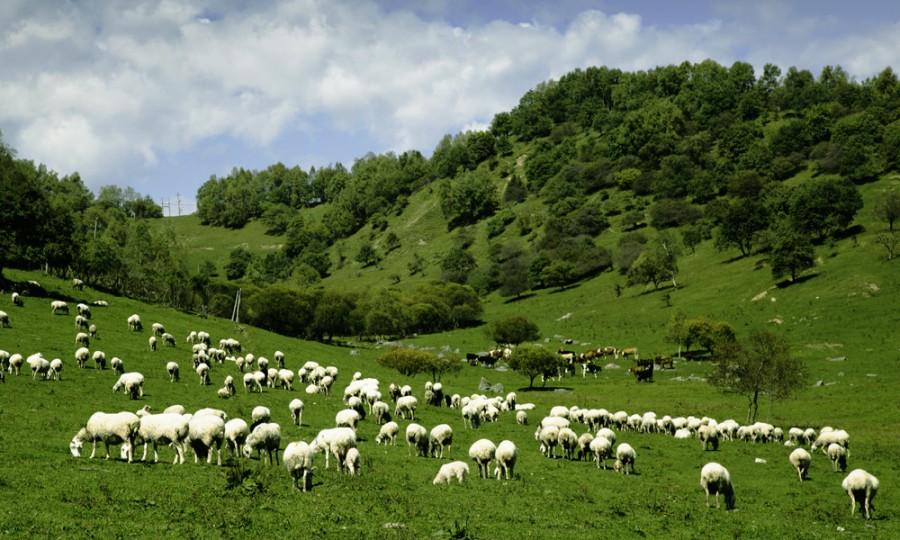 PP���ӡ�������(������Ϸ)�ٷ���վ