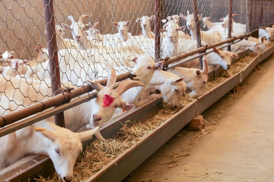 PP���ӡ�������(������Ϸ)�ٷ���վ