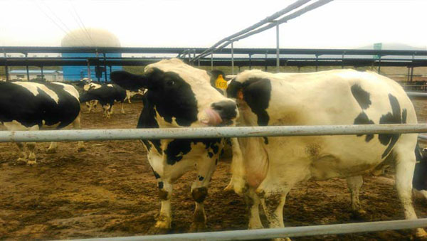 PP���ӡ�������(������Ϸ)�ٷ���վ