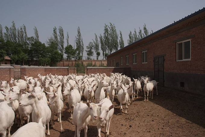 PP���ӡ�������(������Ϸ)�ٷ���վ