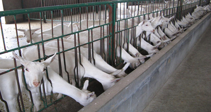 PP���ӡ�������(������Ϸ)�ٷ���վ