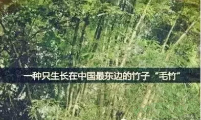 PP���ӡ�������(������Ϸ)�ٷ���վ