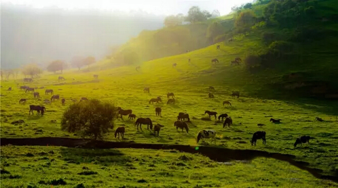 PP���ӡ�������(������Ϸ)�ٷ���վ