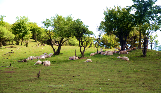 PP���ӡ�������(������Ϸ)�ٷ���վ