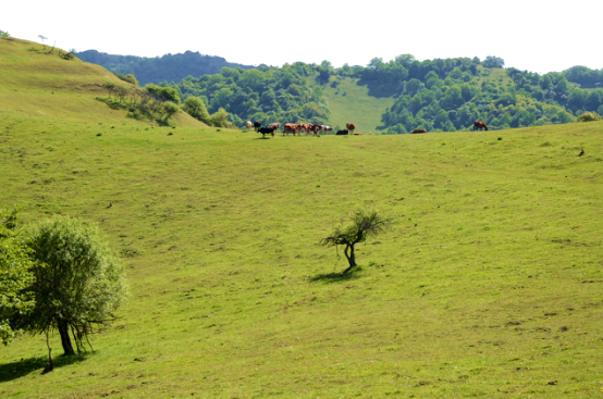 PP���ӡ�������(������Ϸ)�ٷ���վ