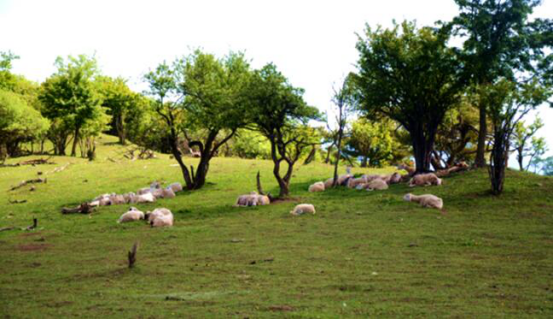 PP���ӡ�������(������Ϸ)�ٷ���վ