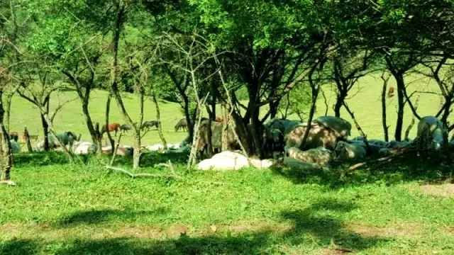 PP���ӡ�������(������Ϸ)�ٷ���վ