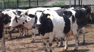 PP���ӡ�������(������Ϸ)�ٷ���վ