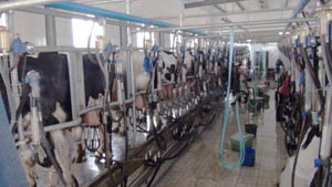 PP���ӡ�������(������Ϸ)�ٷ���վ