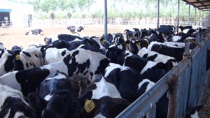 PP���ӡ�������(������Ϸ)�ٷ���վ