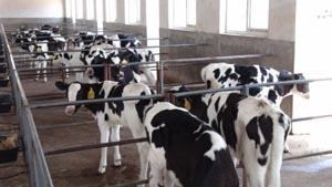 PP���ӡ�������(������Ϸ)�ٷ���վ